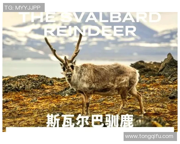 足球起源的神秘面纱揭开了历史的第一步探索之旅